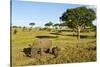 Black Rhino, Sabi Sabi Reserve, South Africa-Paul Souders-Stretched Canvas