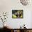 Black Rhino-Sydney Edmunds-Framed Stretched Canvas displayed on a wall