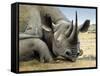 Black Rhino-Harro Maass-Framed Stretched Canvas