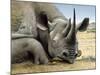 Black Rhino-Harro Maass-Mounted Giclee Print