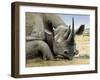 Black Rhino-Harro Maass-Framed Giclee Print