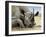 Black Rhino-Harro Maass-Framed Giclee Print
