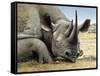 Black Rhino-Harro Maass-Framed Stretched Canvas
