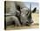 Black Rhino-Harro Maass-Stretched Canvas