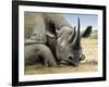 Black Rhino-Harro Maass-Framed Giclee Print