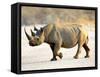 Black Rhinoceros at Halali Resort, Namibia-Joe Restuccia III-Framed Stretched Canvas