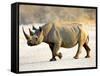 Black Rhinoceros at Halali Resort, Namibia-Joe Restuccia III-Framed Stretched Canvas