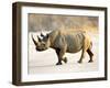 Black Rhinoceros at Halali Resort, Namibia-Joe Restuccia III-Framed Premium Photographic Print