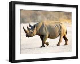 Black Rhinoceros at Halali Resort, Namibia-Joe Restuccia III-Framed Premium Photographic Print