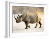 Black Rhinoceros at Halali Resort, Namibia-Joe Restuccia III-Framed Premium Photographic Print