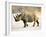 Black Rhinoceros at Halali Resort, Namibia-Joe Restuccia III-Framed Premium Photographic Print