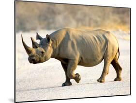 Black Rhinoceros at Halali Resort, Namibia-Joe Restuccia III-Mounted Premium Photographic Print