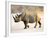 Black Rhinoceros at Halali Resort, Namibia-Joe Restuccia III-Framed Photographic Print