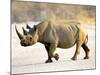 Black Rhinoceros at Halali Resort, Namibia-Joe Restuccia III-Mounted Photographic Print