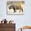 Black Rhinoceros at Halali Resort, Namibia-Joe Restuccia III-Photographic Print displayed on a wall