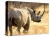 Black Rhinoceros at Halali Resort, Namibia-Joe Restuccia III-Stretched Canvas