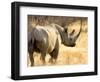 Black Rhinoceros at Halali Resort, Namibia-Joe Restuccia III-Framed Photographic Print