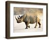 Black Rhinoceros at Halali Resort, Namibia-Joe Restuccia III-Framed Photographic Print