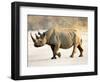 Black Rhinoceros at Halali Resort, Namibia-Joe Restuccia III-Framed Photographic Print