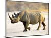 Black Rhinoceros at Halali Resort, Namibia-Joe Restuccia III-Mounted Photographic Print
