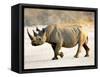 Black Rhinoceros at Halali Resort, Namibia-Joe Restuccia III-Framed Stretched Canvas