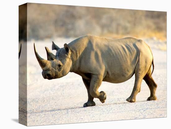 Black Rhinoceros at Halali Resort, Namibia-Joe Restuccia III-Stretched Canvas