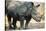 Black Rhinoceros (Ceratotherium Simum)-Nosnibor137-Stretched Canvas