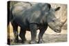 Black Rhinoceros (Ceratotherium Simum)-Nosnibor137-Stretched Canvas
