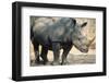 Black Rhinoceros (Ceratotherium Simum)-Nosnibor137-Framed Photographic Print