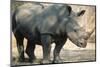 Black Rhinoceros (Ceratotherium Simum)-Nosnibor137-Mounted Photographic Print