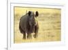 Black Rhinoceros (Diceros bicornis) adult male, charging, Etosha , Namibia-Andrew Forsyth-Framed Photographic Print