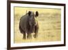 Black Rhinoceros (Diceros bicornis) adult male, charging, Etosha , Namibia-Andrew Forsyth-Framed Photographic Print