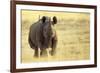 Black Rhinoceros (Diceros bicornis) adult male, charging, Etosha , Namibia-Andrew Forsyth-Framed Photographic Print