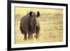 Black Rhinoceros (Diceros bicornis) adult male, charging, Etosha , Namibia-Andrew Forsyth-Framed Photographic Print