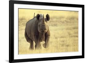 Black Rhinoceros (Diceros bicornis) adult male, charging, Etosha , Namibia-Andrew Forsyth-Framed Photographic Print