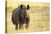 Black Rhinoceros (Diceros bicornis) adult male, charging, Etosha , Namibia-Andrew Forsyth-Stretched Canvas