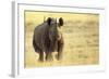 Black Rhinoceros (Diceros bicornis) adult male, charging, Etosha , Namibia-Andrew Forsyth-Framed Photographic Print