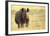 Black Rhinoceros (Diceros bicornis) adult male, charging, Etosha , Namibia-Andrew Forsyth-Framed Photographic Print