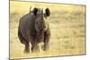 Black Rhinoceros (Diceros bicornis) adult male, charging, Etosha , Namibia-Andrew Forsyth-Mounted Photographic Print