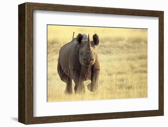 Black Rhinoceros (Diceros bicornis) adult male, charging, Etosha , Namibia-Andrew Forsyth-Framed Photographic Print