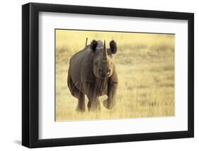 Black Rhinoceros (Diceros bicornis) adult male, charging, Etosha , Namibia-Andrew Forsyth-Framed Photographic Print