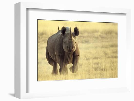 Black Rhinoceros (Diceros bicornis) adult male, charging, Etosha , Namibia-Andrew Forsyth-Framed Photographic Print