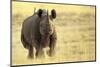 Black Rhinoceros (Diceros bicornis) adult male, charging, Etosha , Namibia-Andrew Forsyth-Mounted Photographic Print