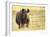 Black Rhinoceros (Diceros bicornis) adult male, charging, Etosha , Namibia-Andrew Forsyth-Framed Photographic Print