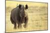 Black Rhinoceros (Diceros bicornis) adult male, charging, Etosha , Namibia-Andrew Forsyth-Mounted Photographic Print