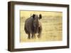 Black Rhinoceros (Diceros bicornis) adult male, charging, Etosha , Namibia-Andrew Forsyth-Framed Premium Photographic Print