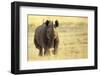 Black Rhinoceros (Diceros bicornis) adult male, charging, Etosha , Namibia-Andrew Forsyth-Framed Premium Photographic Print