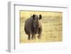 Black Rhinoceros (Diceros bicornis) adult male, charging, Etosha , Namibia-Andrew Forsyth-Framed Premium Photographic Print