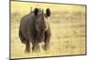 Black Rhinoceros (Diceros bicornis) adult male, charging, Etosha , Namibia-Andrew Forsyth-Mounted Premium Photographic Print