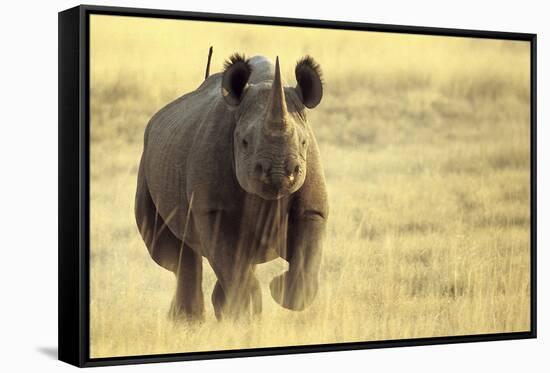 Black Rhinoceros (Diceros bicornis) adult male, charging, Etosha , Namibia-Andrew Forsyth-Framed Stretched Canvas